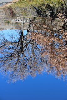 Castagno di Tremonti